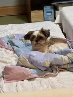 羊毛フェルト camel様確認用 シーズー 犬 ハンドメイド オーダー