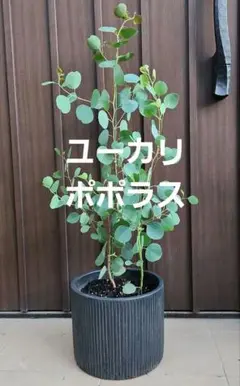 ユーカリ ポリアンセモス ポポラス 2 ファイバーセメント鉢 - メルカリ