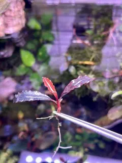 2026年最新】ブラウニーゴーストの人気アイテム - メルカリ