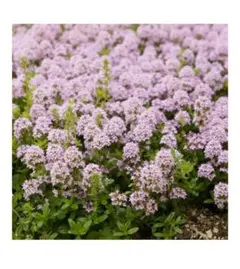 グリンピース様 リクエスト 2点 まとめ商品