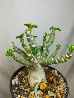 2026年最新】観葉植物鑑賞の人気アイテム - メルカリ
