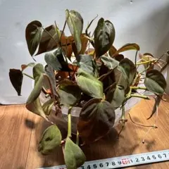 超希少❗️クロトン プランティップ 