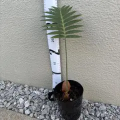 2026年最新】ディオーンの人気アイテム - メルカリ