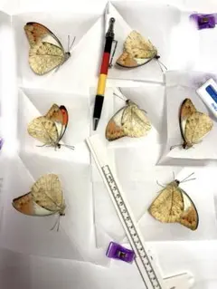 2026年最新】展翅板の人気アイテム - メルカリ