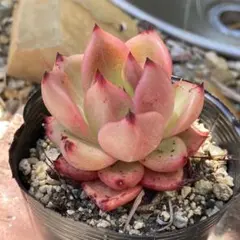 【送料込み】エケべリア韓国苗　名無し　多肉植物　ポコ多肉