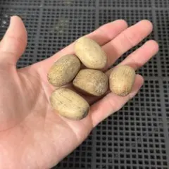 タ*ミ様 Z2エンセファラルトス ホリダス 種子1粒（入荷は今年1月2日