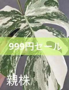I38】斑入りモンステラ ホワイトタイガー カット茎 成長点1つ - メルカリ