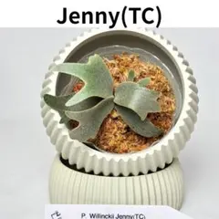 j*様 P. willinckii 'Jenny' TC - メルカリ