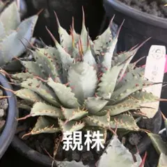 匿名配送【オークション】REZA血統 強棘 長棘 イラン アガベ ブレイズ