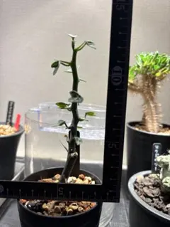 2025年最新】アデニア バリーの人気アイテム - メルカリ