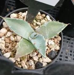 75 アガベ パリー トランカータ 実生【選抜 地植え 耐寒性】 - メルカリ