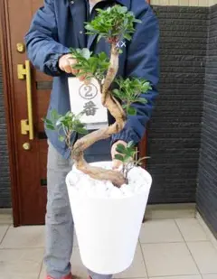 2026年最新】ガジュマル 昇り龍の人気アイテム - メルカリ