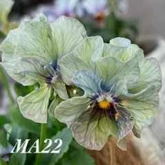 【MA22】マジックアワー種15粒フリルパンジーミントグリーンベインのサムネイル
