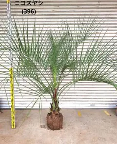 タイムサービス5000円値引ココスヤシ 耐寒性 ドライガーデン観葉植物