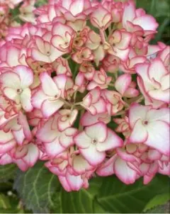 花苗】紫陽花 レイ ② お花付き タグ付き正規品 大栄花園 ポットごと