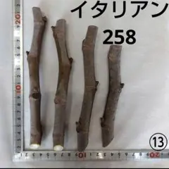 ⑧◇イチヂク穂木2本◇種類…レディブラック⑧【親木の写真あります