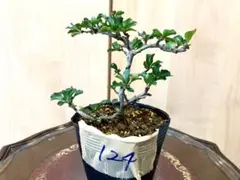 ボケ放春花夢絵巻大きな苔盆栽☆Springフェア - メルカリ