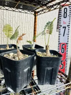 2025年最新】ディオーンの人気アイテム - メルカリ