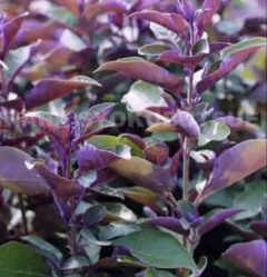 トラディスカンティア 春の新芽つき！紫色と新芽の緑の葉とピンクの