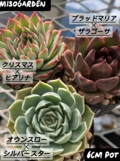 2026年最新】ヒアリナ 多肉の人気アイテム - メルカリ