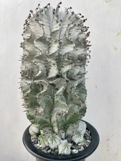 2026年最新】ユーフォルビアホリダの人気アイテム - メルカリ