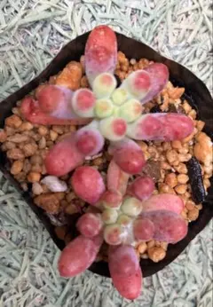 2025年最新】乙女心多肉の人気アイテム - メルカリ