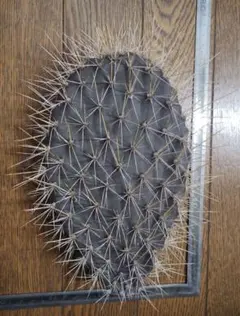 ガラパゴス団扇　黒肌　古株