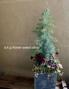 クリスマス 寄せ植え ローラアシュレイ鉢 クリスマス 寄せ植え ローラアシュレイ鉢 - メルカリ