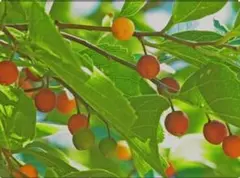 【増量中】榎 挿し木15本シンボルツリーにオオムラサキやゴマダラチョウの餌25のサムネイル