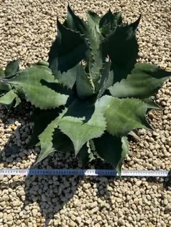 2025年最新】シュリベイマグナの人気アイテム - メルカリ