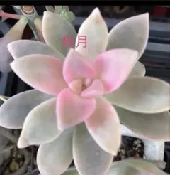 多肉植物^o^ 葉挿し赤ちゃんキュウ3コセット - メルカリ