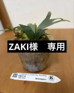 2026年最新】ゴールデンボーイ ビカクシダの人気アイテム - メルカリ