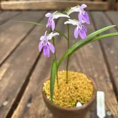 原種ウチョウラン小豆島Aのサムネイル
