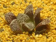 多肉植物　ハオルチア 黒砂糖　実生　750のサムネイル