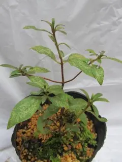 かわぐっちゃん様 リクエスト 2点 まとめ商品