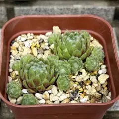 センペルビウム　Gloconda 2苗のサムネイル