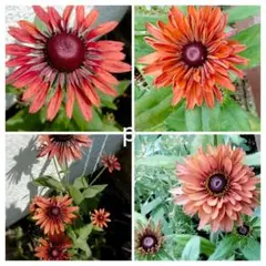 ヒロトレイン様 リクエスト 3点 まとめ商品