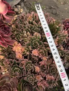 苺大福♡様 リクエスト 2点 まとめ商品