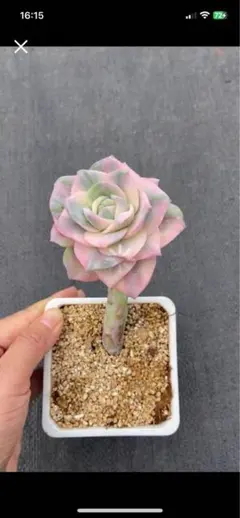 ③ラブリーローズ錦3カット カット苗 多肉植物 エケベリア 斑入り 寄せ