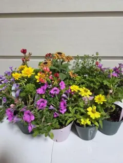 ②カラフルな花苗 寄せ植え12苗セットのサムネイル