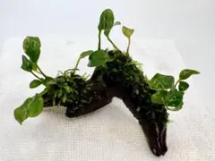 アヌビアスナナ 流木活着 ① - メルカリ