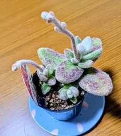 2025年最新】カランコ 雪だるまの人気アイテム - メルカリ