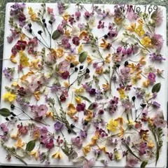 No,169 特小小花ミックス　ドライフラワー花材