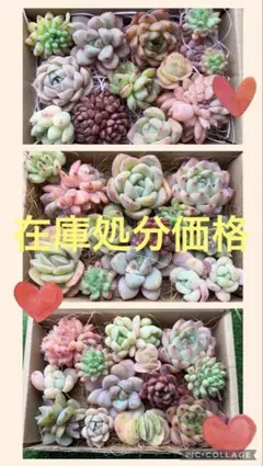 多肉植物　エケベリア　詰め合わせ　在庫一掃セール‼️韓国苗