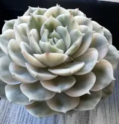 O*e様 No.c289新入荷　オンスロー錦　エケベリア　撮影11月22美株