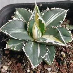 C*】様 A176 特選 アガベ チタノタ 狼人錦 極上斑入り 特殊錦 白中斑 アガベ チタノタ 狼人錦 中斑錦 Agave titanota were wolf White