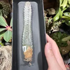 uzutan様 リクエスト 2点 まとめ商品