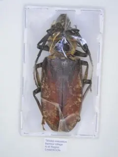メキシコ産 ビクトリアウグイスコガネ 32mm - メルカリ