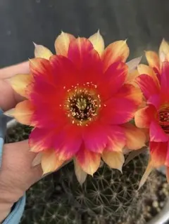 多肉植物 花サボテン 金紐シリーズ 時光 - メルカリ