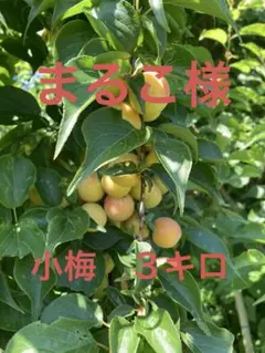 まるこ様　新鮮な梅　３キロ
